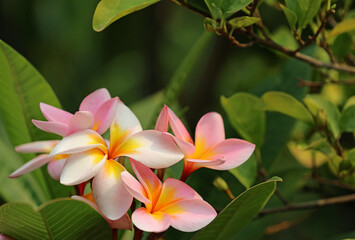 Plumeria