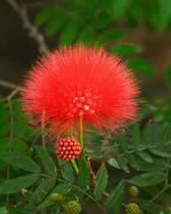 Flor calliandria. Semilla de flor calliandria. 