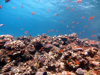 red sea fish and coral reef