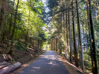 Obraz premium The hike through the dense Black Forest in Oberkirch.