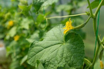 Cucumber plants with green gherkins and yellow flowers in greenhouse, closeup. Organic food. Ripening cucumbers for publication, poster, screensaver, wallpaper, banner, cover, post. High quality photo