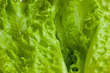 Background from fresh green lettuce leaves. Raw green leaf vegetables. Salad plant for poster, calendar, post, screensaver, wallpaper, postcard, banner, cover, website. High quality photo