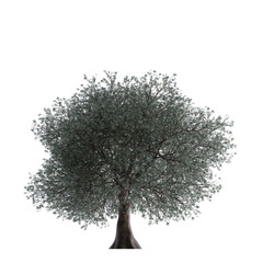 olive tree on isolated empty background