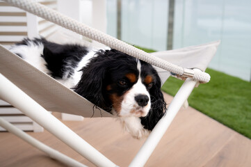 Tricolor Cavalier King Charles Spaniel at the chair