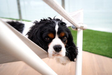 Tricolor Cavalier King Charles Spaniel at the chair