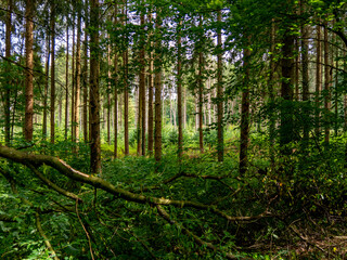 Neuanpflanzung von Jungbäumen im Mischwald
