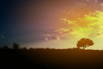 Fototapeta na wymiar Yellow sunset with silhouette of a tree
