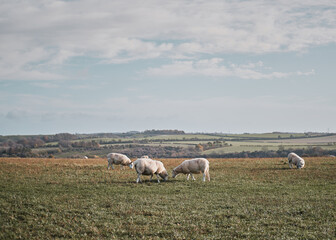 sheep on a meadow