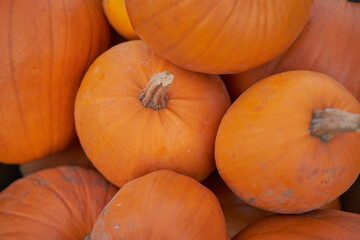 pile of pumpkins