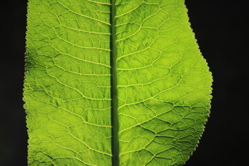 Horseradish (Armoracia rusticana) - close up of green leaf with innervation