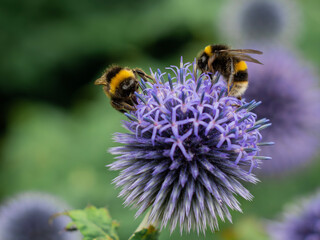 bee on a flower