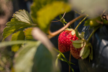 Close up photo of red strawberry when harvest season on the backyard garden. The photo is suitable to use for botanical poster, background and harvest advertising.