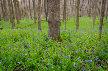 Obraz premium Virginia bluebells lie in cuyahoga valley national park
