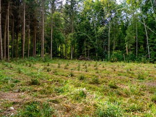 Neuanpflanzung von Jungbäumen im Mischwald