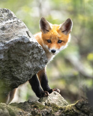 Red fox in rural Ohio 