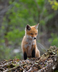 Young red fox in Ohio