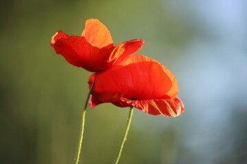 Poppy flowers (Papaver rhoeas) - two poppies close to each other
