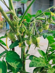 Baby green tomatoes 