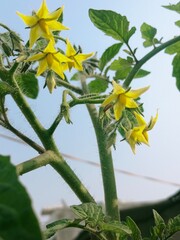 Tomato flowers 