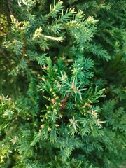 close up of a pine needles