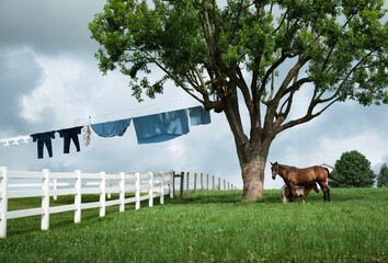 Ohio Amish country and their horses