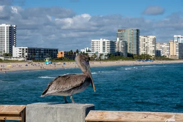 Deurstickers A Brown Pelican (Pelecanus occidentalis) on the pier at Pompano Beach, Florida, USA © Rob