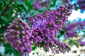 Fototapeta premium Beautiful flowers. Spring and summer flowers. Botany. Warm. Plants