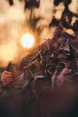 sunrise over frost covered leaves. High quality photo