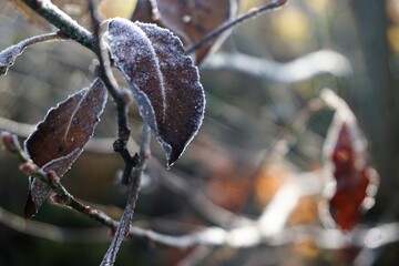 Eisbedeckte braune Laubblätter an Strauchzweig bei Frost, Eis und Schnee am Mittag im Winter