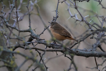  Grass Wren, in Calden Forest environment, La Pampa Province, Patagonia, Argentina.
