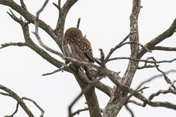 Ferruginous Pygmy owl, Glaucidium brasilianum, Calden forest, La Pampa Province, Patagonia, Argentina.
