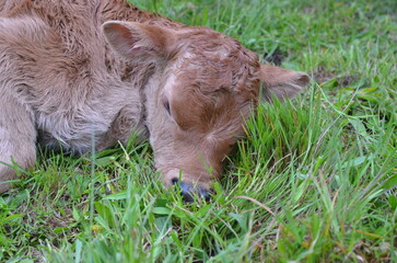 1 Day Old Jersey Calf.