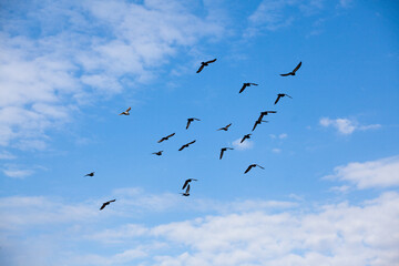 A flock of flying doves in the sky. A photo
