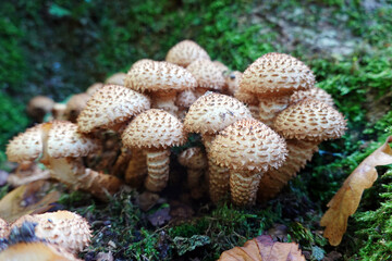 Sparriger Schüppling (Pholiota squarrosa)