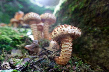 Sparriger Schüppling (Pholiota squarrosa)