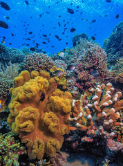 Coral reef South Pacific