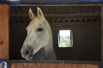close-up portrait of a white chestnut horse standing at the horse farm looking  looking out the window in its stable. 