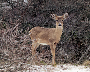 Deer in the Woods