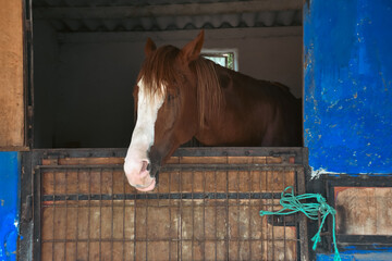 close-up portrait of a brown horse standing at the horse farm looking out the window in its stable