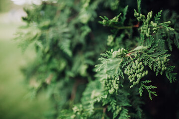 Fototapeta na wymiar Close up of green cedar tree