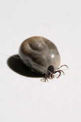 Swollen mite from blood, a dangerous parasite and carrier of infection