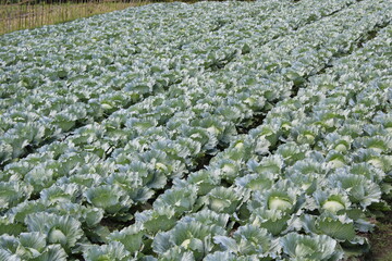 Fototapeta premium Background of big cabbages on the field. Ripe harvest from a farm in Lombok, Indonesia