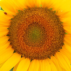 The Helianthus sunflower is a genus of plants in the Asteraceae family. Annual sunflower and tuberous sunflower. Close-up. Sunflower seeds. Reproduction by pollination. ladybug beetle crawling.