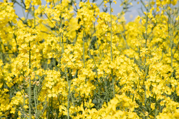 bright yellow field of blooming rapeseed sunny spring day, natural background