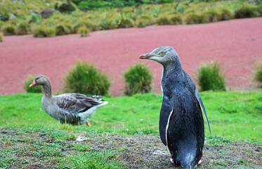A penguin and a duck - Yellow eyed penguin - New Zealand