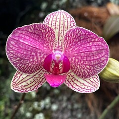 ORCHID FLOWER