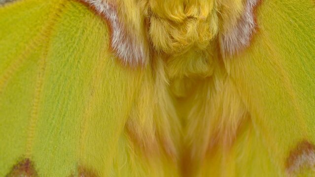 Macro Of Colorful Yellow Gigantic Comet Moth or Madagascan Moon Moth