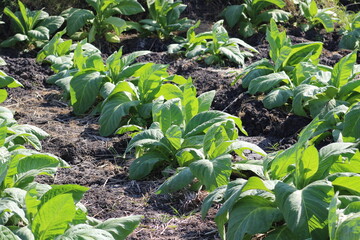 Tobacco field in Lombok, Indonesia