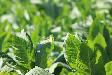 Obraz premium Tobacco field in Lombok, Indonesia