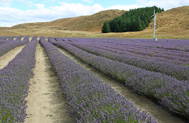 Fototapeta na wymiar Lavender plantation, New Zealand